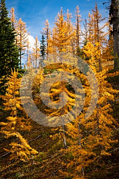 Golden Larches at Frosty Mountain, Manning Park, BC, Canada