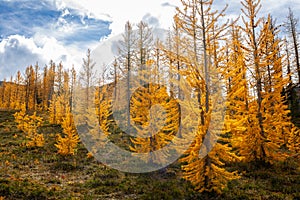 Golden Larches at Frosty Mountain, Manning Park, BC, Canada