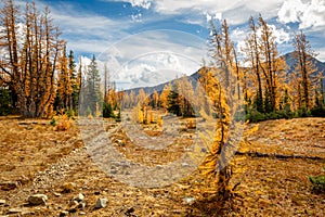 Golden Larches at Frosty Mountain, Manning Park, BC, Canada