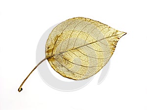 Golden leaf