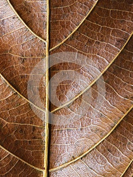 Golden leaf closeup. Autumn leaf texture macro photo. Vertical leaf vein pattern.