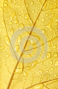 Golden leaf with droplets