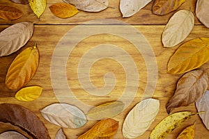 Golden leaf frame on wooden table. Autumn leaf decor flat lay photo. Orange leaf frame on table top view.