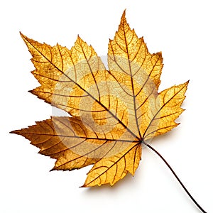 Golden Leaf Isolated on White Background