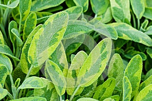 Golden leaf sage herb spice tea plant icterina officinalis salvia lamiaceae closeup