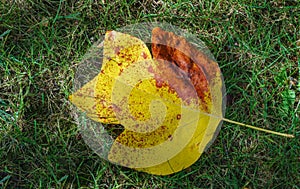 Golden leaf of Tulip tree Liriodendron tulipifera. Close-up autumn leaf of American or Tulip Poplar on green grass background.