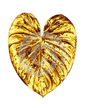 Golden leaf, water drops white background isolated, gold leaves, yellow metal foliage, petal illustration, floral branch pattern