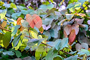 Golden leaved liana use for Thai herbs