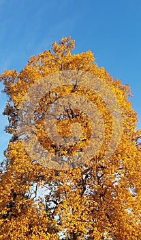 Golden leaves against blue sky 