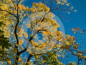 Golden leaves in autumn