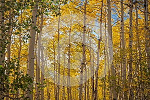 The Golden Leaves of an Autumn Aspen Grove in Colorado