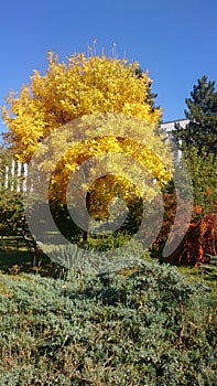 Golden leaves autumn tree inside a green garden