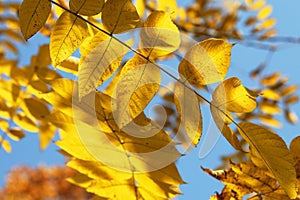 Golden leaves background