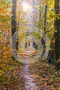 Golden leaves on branch, autumn wood with sun rays, beautiful landscape