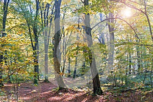 Golden leaves on branch, autumn wood with sun rays, beautiful landscape