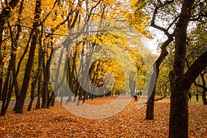 Golden leaves on branch, autumn wood with sun rays