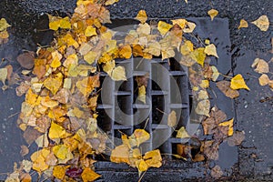 Golden leaves clogging a street drain