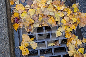 Golden leaves clogging a street drain