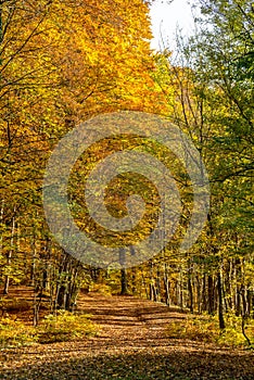 Golden leaves covered forest path in park in October, Bratislava, Slovakia