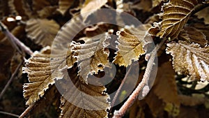 Golden Leaves Covered with Frost on Cold Winter Day.Dramatic Macro of Frozen Branch with Leaves in Shadow