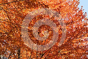 Golden leaves on a fall tree