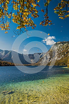 Golden leaves falling with wind at autumn at the lake Bohijn