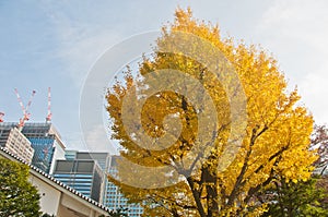 Golden leaves foliage gingko Maidenhair trees in front of high-rise corporate office buildings in late Autumn in Tokyo Japan