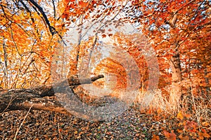 Golden leaves in the forest on a bright autumn day