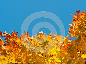 Golden leaves of maple tree in warm autumn and blue sky background