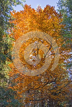 Golden leaves tree autumn scene
