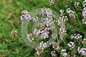 Golden lemon thyme