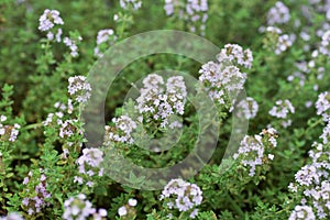 Golden lemon thyme