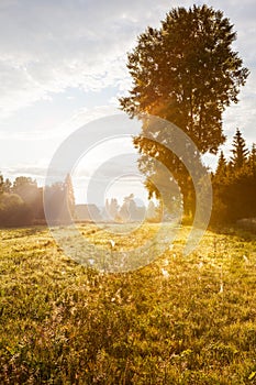 Golden light at autumnal meadow with big tree