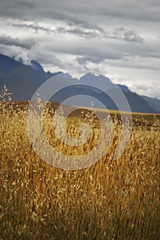 Golden light brightens up this wheat field landscape with dramatic mountain background