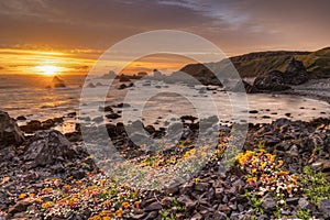 Golden Light on Flowery Rocks