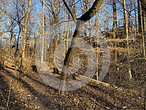 Golden Light in the Forest in February in Winter