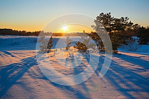 Golden light in frosty evening