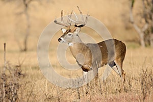 Golden light on nice typical whitetail buck