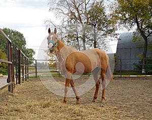 Golden light red horse eating hay