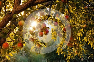 golden light shining on ripe apples hanging from tree