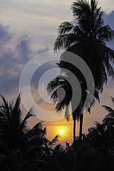 The golden light of the sun and clouds in the sky behind the coconut trees