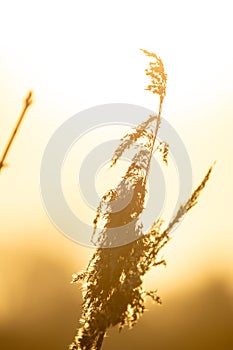 Golden Light Through Wispy Reed Grass