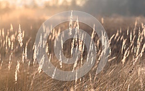 Golden lightning spikelets of autumn dry grass in contour light on blurred background