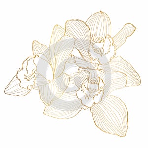 Golden Line Orchid Cymbidium Flower. Flora and Isolated Botany Plant with Petals. Tropical exotic line flower illustration.