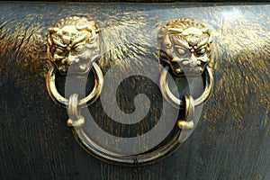 Golden lion