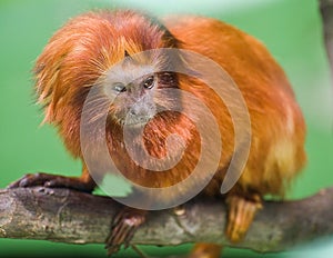 Golden Lion Tamarin