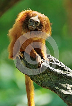 Golden lion tamarin