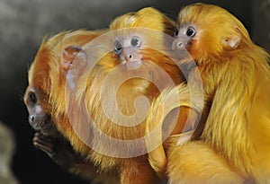 Golden Lion Tamarin photo