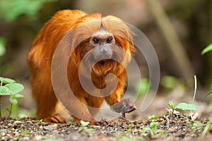 Golden lion tamarin