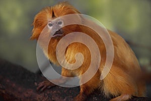 Golden Lion Tamarin photo